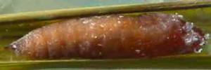 Pupae